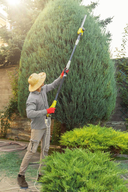 Best Best Tree Removal Services  in Hayward, CA